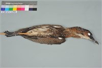 藏品(黑冠麻鷺 )的圖片